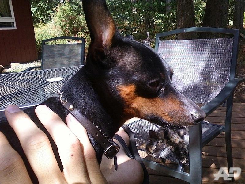 Tike the MinPin