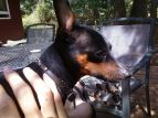 Tike the MinPin