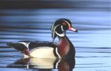 A Wood Duck