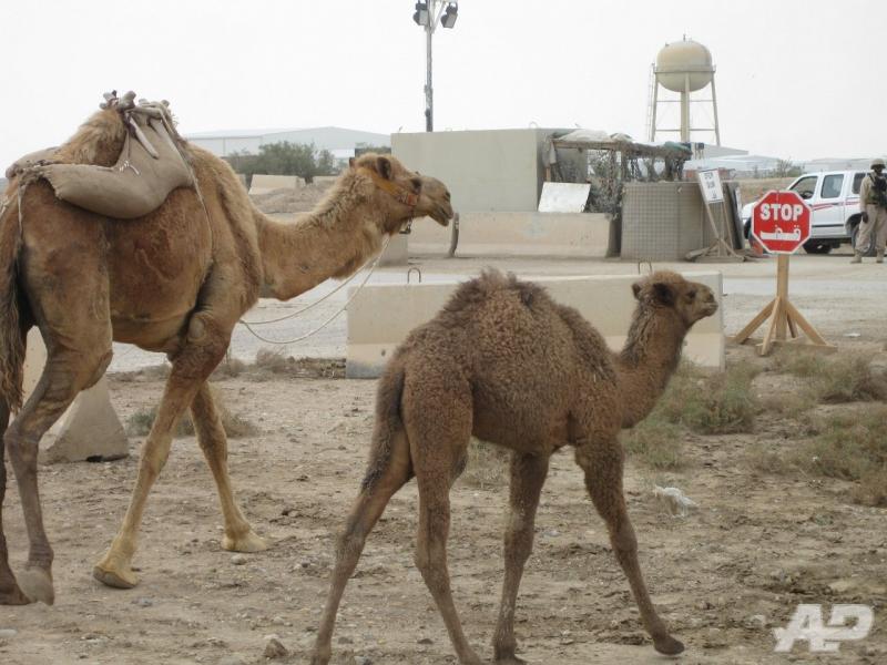 Tallil Iraq 2009