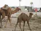 Tallil Iraq 2009