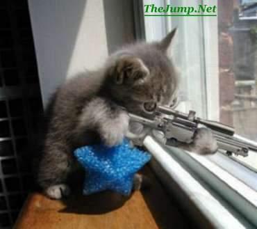one skilled kitten