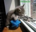 one skilled kitten