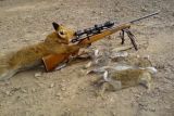 Rabbit Hunting Coyote