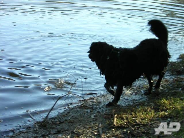 thats my dog