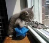 Kitty