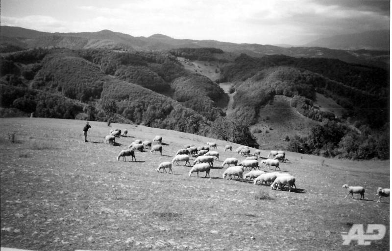 a shepherd and his flock