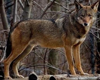 RedWolf(AB)